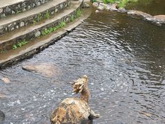 -五营国家森林公园