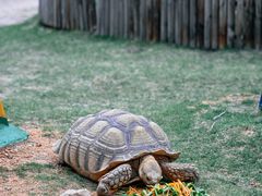 -灵玲国际马戏城