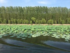 -微山湖红荷湿地景区