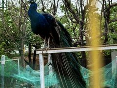-丽泽山庄·生态怀柔菜·虹鳟鱼(红螺寺店)