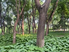 -玲珑塔公园