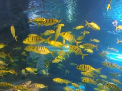 -太平洋海底世界