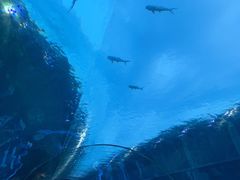 -海棠湾洲际-涛·海底餐厅·美人鱼·自助餐·海底隧道