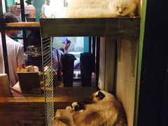 -猫咪博物馆(顶澳仔猫街店)