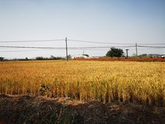 -老盛昌(聚丰园店)