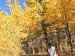 -金塔沙漠胡杨林景区