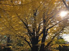 -北海道厅旧本厅舍(旧本庁舎)