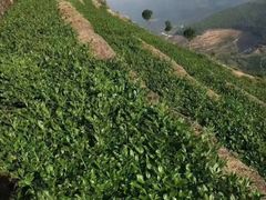 -福建土楼（华安）旅游区•大地土楼群