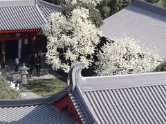 -大慈恩寺(大雁塔)