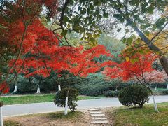 -南京市江宁方山