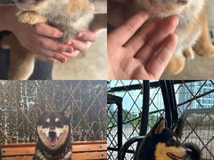 -柴犬高等学院·狗咖·柴犬售卖·宠物训练