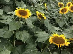 -松山湖梦幻百花洲