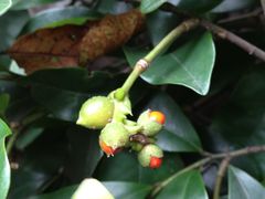 iphone_upload_pic-青桃餐厅