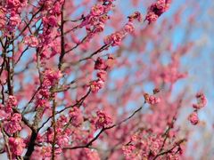 -梅花山(明孝陵内)