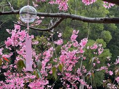 -狐尾山公园