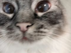 -喵的天空名猫咖啡馆·撸猫·猫舍·用品