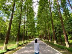 -黄海国家森林公园