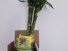 -张钰强中医正骨推拿连锁(唐家人才公寓店)