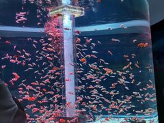 -海合安成都极地海洋公园