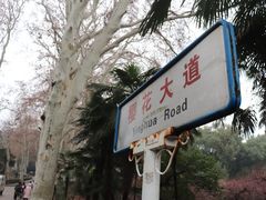 -武汉大学-樱园