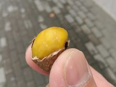 -阿男野栗王(金门路店)