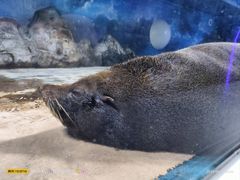 -大连圣亚海洋世界