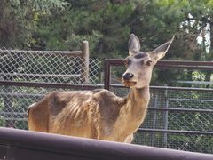 -青藏高原野生动物园