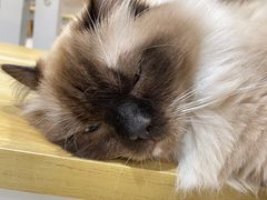 -藏猫猫咖啡主题馆(中央大道店)