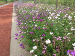 -上海长兴岛郊野公园