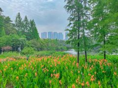-重庆彩云湖湿地公园