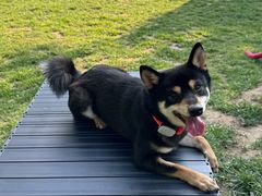 -爪吧宠物乐园 (温榆河示范区店)