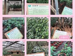 -上海都市菜园