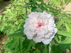-洛阳市隋唐城遗址植物园