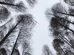 -铁山坪森林公园