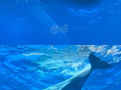 -海合安成都极地海洋公园
