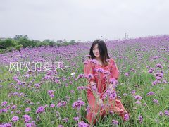 -大塘金香草谷