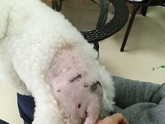 -圣宠动物医院·犬猫专科·影像中心·外科中心