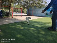 -宠物寄养训练学校