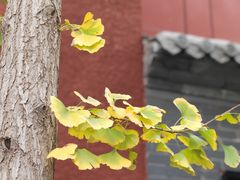 -中央广播电视总台(光华路办公区)