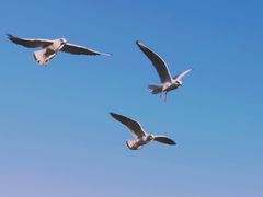 -呈贡滇池生态湿地公园