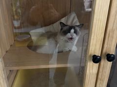 -达爱动物医院·犬猫分区·CT·复杂眼科(远洋山水分院)