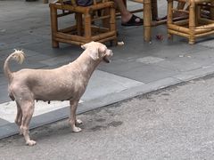 -成都市活水公园
