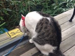 海边的猫和咖啡馆-海边的猫和咖啡馆
