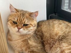 -猫腻·猫咖·撸猫馆(星光大道店)
