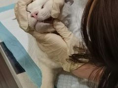 -萌兽医馆·犬猫专科·眼科中心·宠物医院(朝阳门分院)