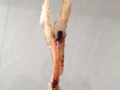 -水一方现烤鱿鱼丝大连特产(高新苏宁百货店)