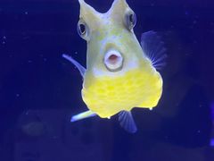 -上海海洋水族馆