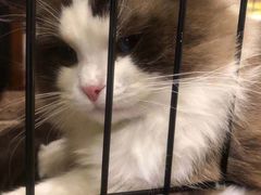 -多卡布奇宠物生活馆(上林世家店)