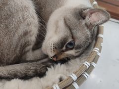 -共舞时光猫咖·狗咖(新街口店)
