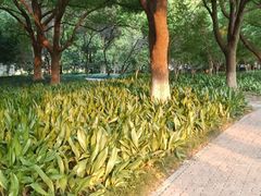 -中央公园(苏州工业园区)